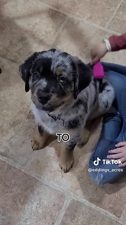 Filhote mistura de rottweiler com pastor-australiano.