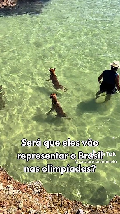 Eles adoram ficar na água.