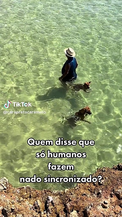 Os cães são conhecidos no local.