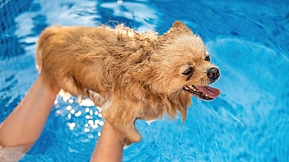 Cães de pequeno porte podem ter aversão a água.