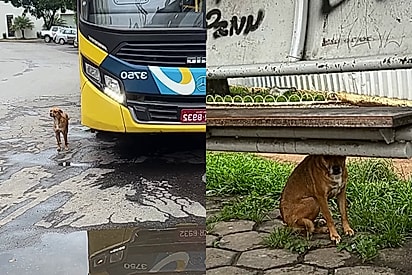 Abandonado em ponto de ônibus, cão continua esperando tutor na chuva por dias até anjo cruzar seu caminho 