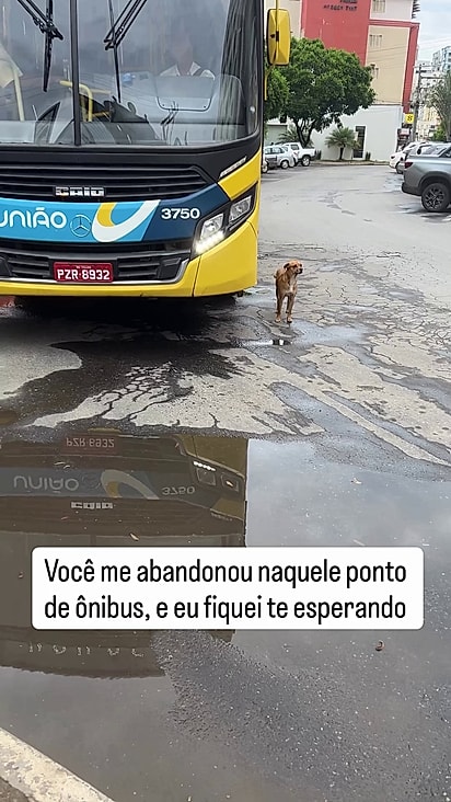 Belinha procurava pela tutor diariamente.