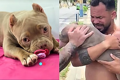 Chorando desesperado, pai mobiliza toda a cidade achando que sua cachorrinha havia fugido