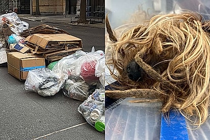 Cão yorkshire com o rosto coberto de pelos que vivia procurando comida nas ruas é salvo e mostra seu lindo rostinho