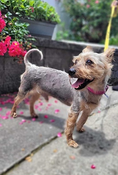 O cão mudou completamente após os cuidados.