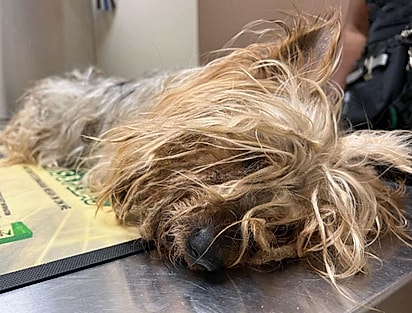 Mickey estava com os pelos completamente emaranhados.