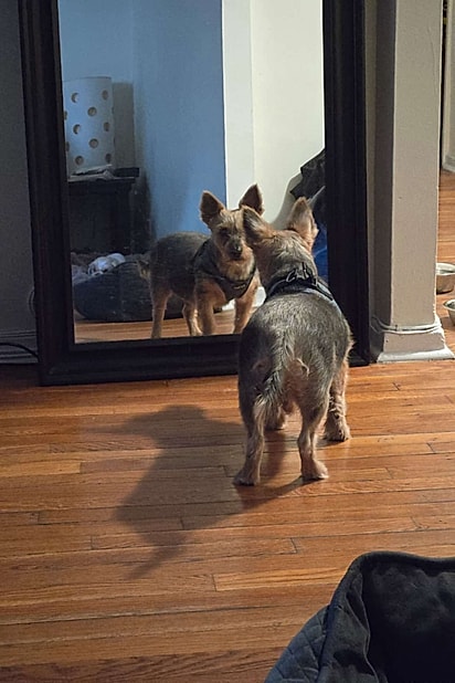 O cachorrinho viveu anos em situação de maus-tratos e abandono.