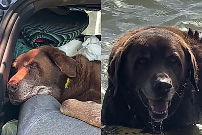 Família viaja por 20h para levar cão labrador idoso no seu lugar favorito e sorriso compensa tudo
