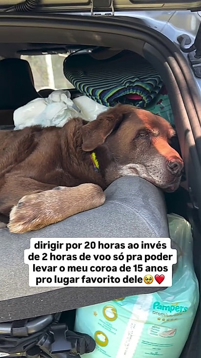 O cão foi levado de carro para seu local favorito no mundo.