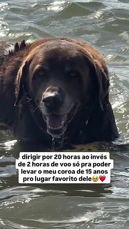 Bono se sente em casa dentro da água.