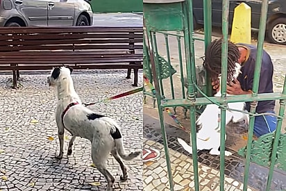 Após dia de princesa, cachorrinha fica eufórica ao escutar assobio de melhor amigo da rua e abraço emociona