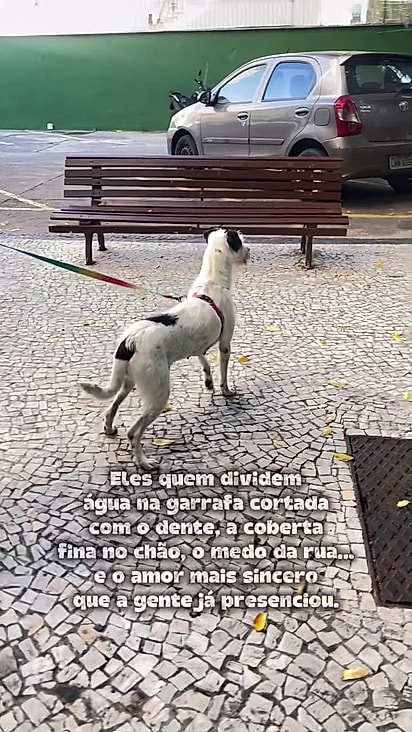 O projeto fez a castração, tratamento dentário e microchipagem de Charlotte.