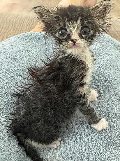 Devido à sua aparência, a gatinha foi nomeada Gremlin.