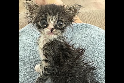 Mulher resgata minúsculo gatinho “gremlin” — sem imaginar no que ele se transformaria.