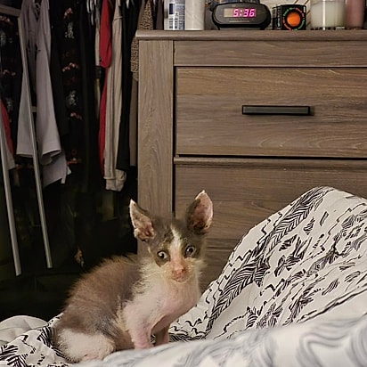 A aparência única de Sewer Rat chamou a atenção da internet.