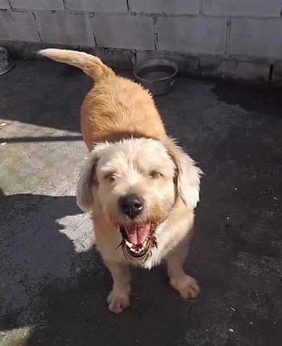 Tubarão é um cachorro simpático e sorridente.