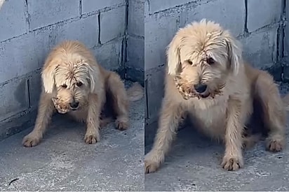 Perdendo brilho no olhar, cãozinho entristece após descobrir que todos seus amigos do abrigo foram adotados, menos ele.