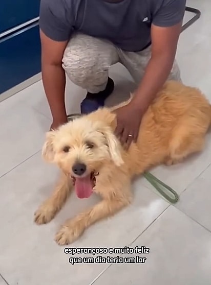 Tubarão é um cachorro sociável e amigável.