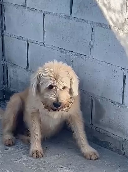 Tubarão começou a entristecer ao ver seus amigos sendo adotados, enquanto ele permanecia no abrigo, esperando a sua vez.
