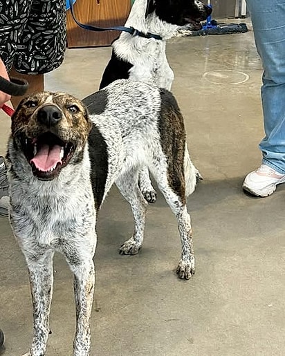 O cão Luffy está sempre sorridente.