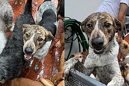 Cão ‘sorridente’ que viu todos os irmãos serem adotados continua sendo ignorado em abrigo