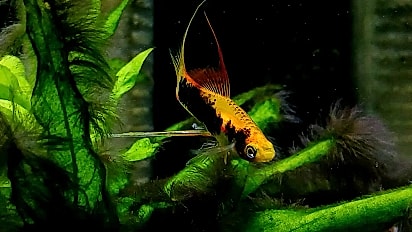Graziella é apixonada por peixes.