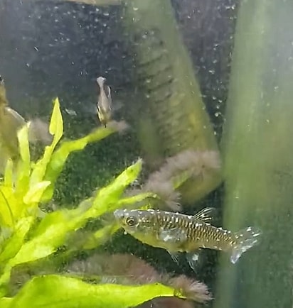 O peixe que Graziella encontrou no aquário.
