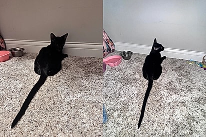 Tutora fica impressionada com tamanho de rabo de gato de apenas 6 meses e web tenta descobrir motivo