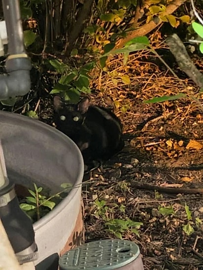 Batizado de Xûr, o gatinho de 6 meses foi resgatado.