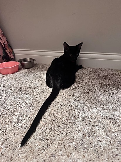 O gatinho Xûr tem uma cauda gigante.