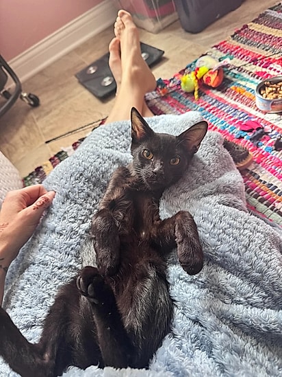 O gatinho Xûr já foi adotado.