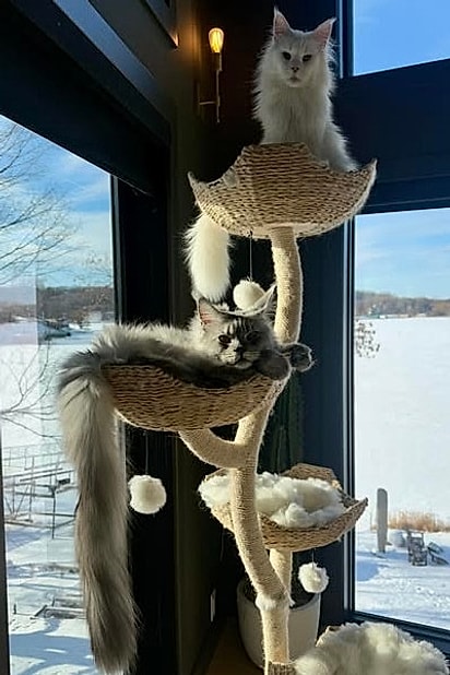 Sr. Pugsley Addams, um Maine Coon cinza, é reconhecido como o gato com a cauda mais longa.