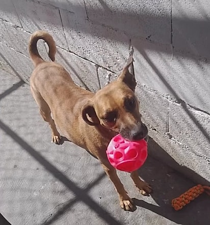 Caramelo adora brincar.