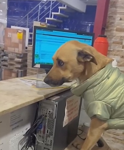 Caramelo foi perdendo o brilho no olhar.
