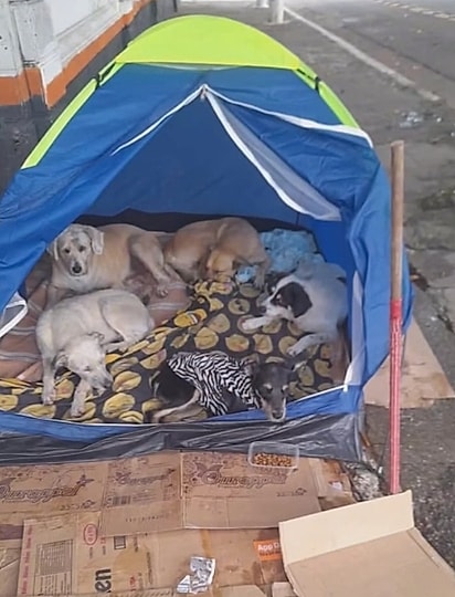 Caramelo foi resgatado das ruas da Cracolândia, junto de seus amiguinhos.