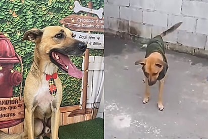 Cãozinho caramelo perfeito que nunca recebeu uma visita em abrigo sonha em ter uma família para sempre