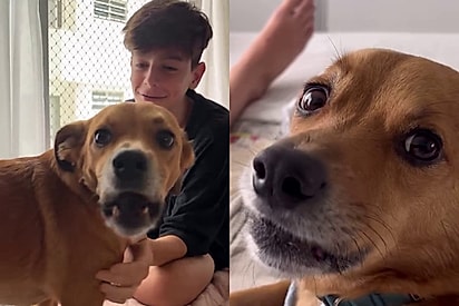Você não sabe cuidar: Cachorro chora e reclama pra dona após ver que seu menino se machucou novamente
