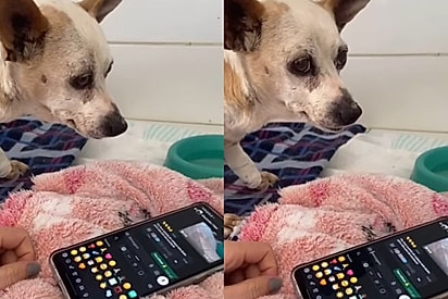 Cãozinho que estava triste por estar internado recebe áudio de tutor e vídeo emociona a todos