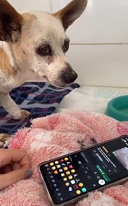 O cãozinho Max reconheceu a voz do tutor.