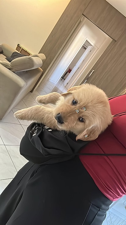 O sonho de infância de Natália Gusmão era um golden retriever.
