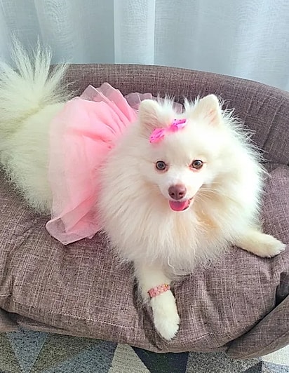 A cachorrinha adora usar roupinhas e acessórios.