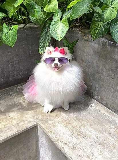 Bia, uma cachorrinha Lulu da Pomerânia que mora em Praia Grande, SP.