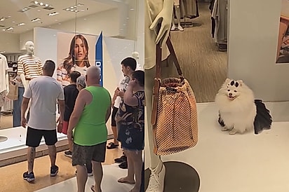 Lulu da Pomerânia resolve descansar em vitrine e faz multidão parar para admirá-la em shopping