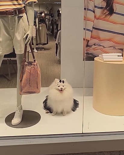 Bia plena, fazendo pose na vitrine.