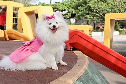 Frequentar ambientes pet friendly é uma excelente forma de socializar o animal.