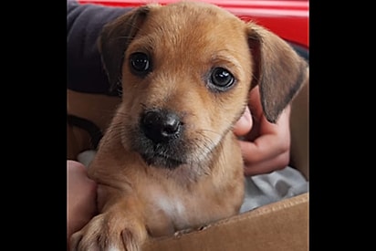 Mulher compra filhote anunciado como mistura de salsicha com pinscher, mas pet cresce e fica muito diferente.