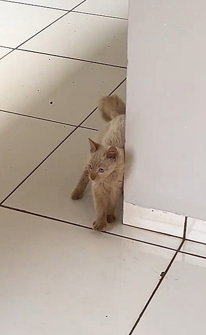 Uma gata branca, suja e miando por ajuda, estava no local. 
