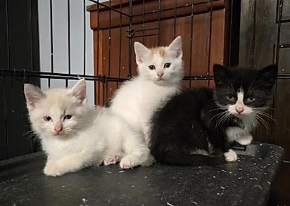 Um dos filhotes já encontrou um lar.