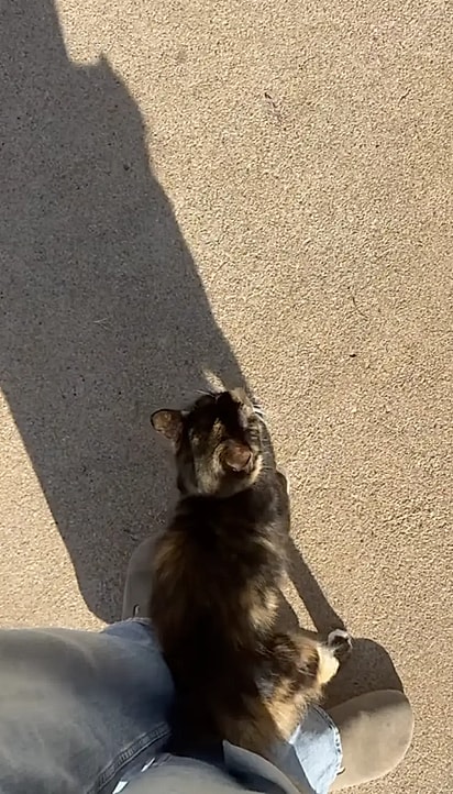 A mãe dos gatinhos foi a primeira a aparecer.