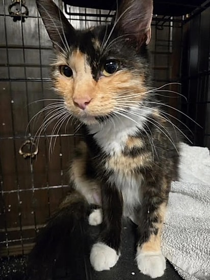 A gata Sissy e seus filhotes estão seguros.